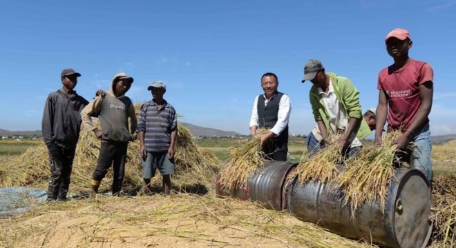 “讓中國脫貧經驗在非洲‘開花結果’”——中國專家助推非洲農業現代化